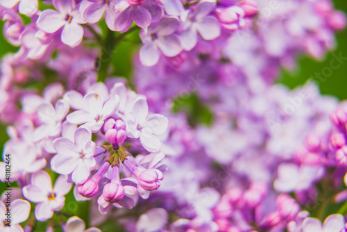 Beautiful lilac flowers bunch background