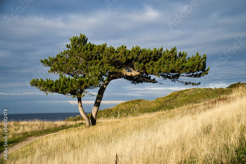 Fotografie Pine tree on a meadow on the coast of Denmark