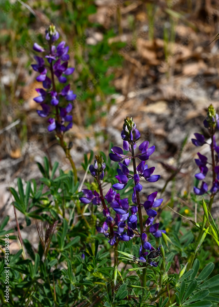 Lupine Flowers in Topanga State Park, California Lupine Flowers in Topanga State Park, California