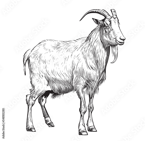 Farm goat hand drawn sketch side view Farming Vector illustration