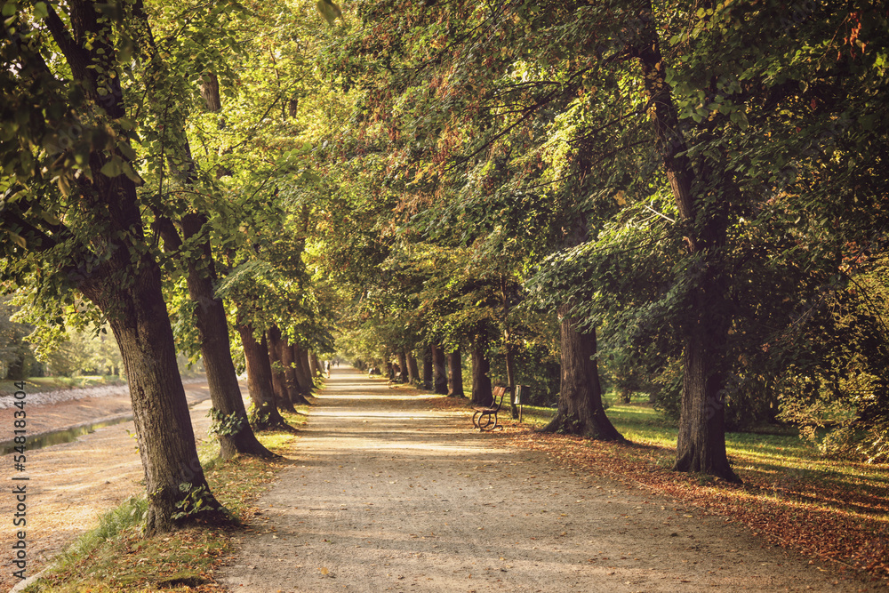 Naklejka premium alley in the park