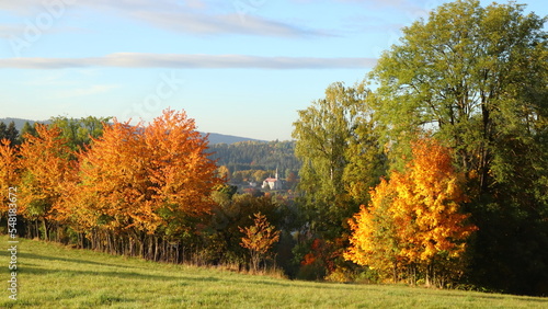 panorama of autumn colored trees
