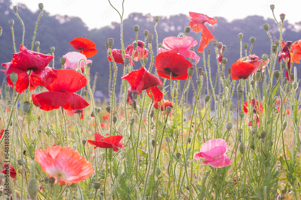 white background and poppies