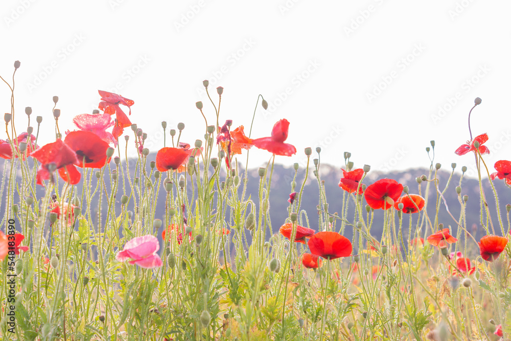 white background and poppies