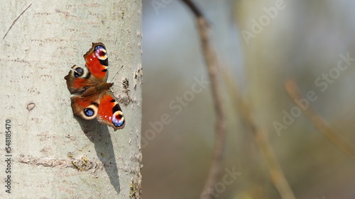 Fototapeta Naklejka Na Ścianę i Meble -  motyl na brzozie