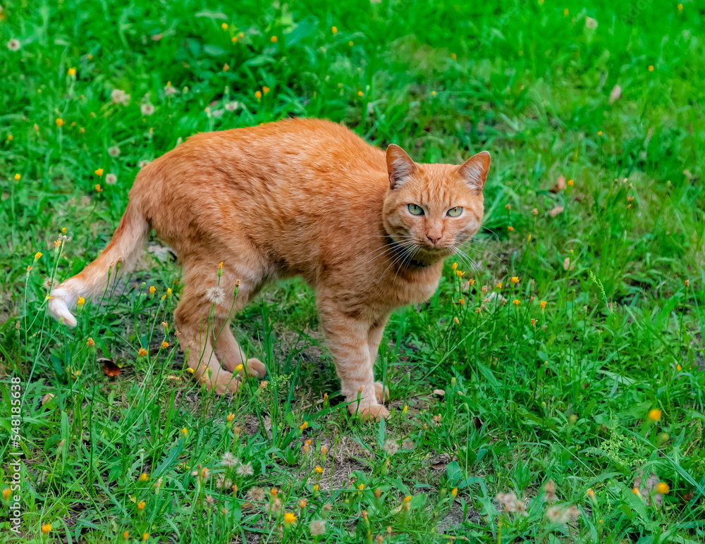 Fototapeta premium Red cat close-up on the background of green grass in summer