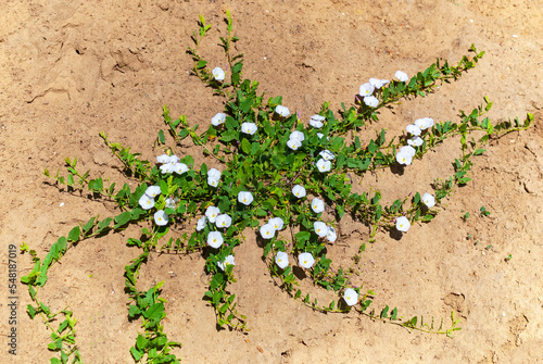 Field bindweed (Latin Convolvulus arvensis) photo