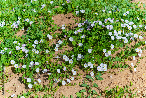 Field bindweed (Latin Convolvulus arvensis)