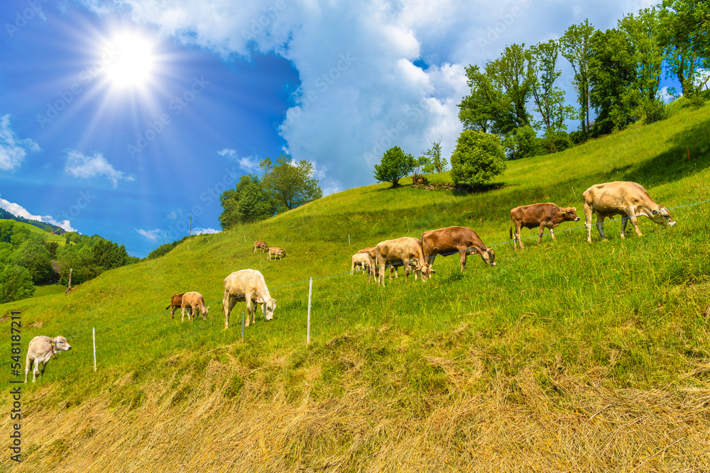 Brown cows eating grass in Alps village, Grabs, Werdenberg, St. Brown cows eating grass in Alps village, Grabs, Werdenberg, St.