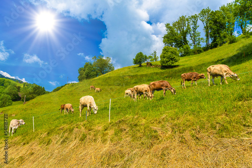 Brown cows eating grass in Alps village  Grabs  Werdenberg  St.