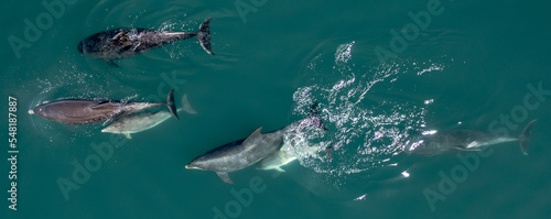 Fényképezés A Pod of Wild Dolphins Swimming in the Ocean