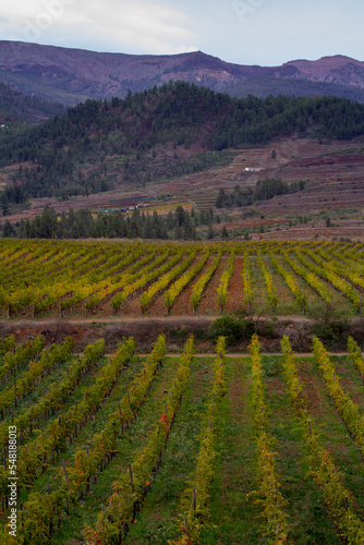 Vino