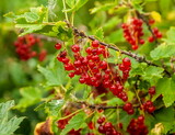 Red currant berries on a bush with leaves close-up in summer