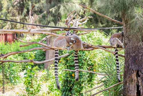 Cute funny ring-tailed lemu...