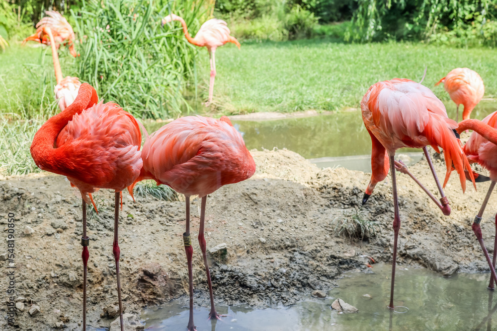 Beautiful pink flamingos in zoological garden Beautiful pink flamingos in zoological garden