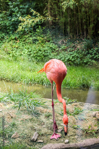Beautiful pink flamingo in ...