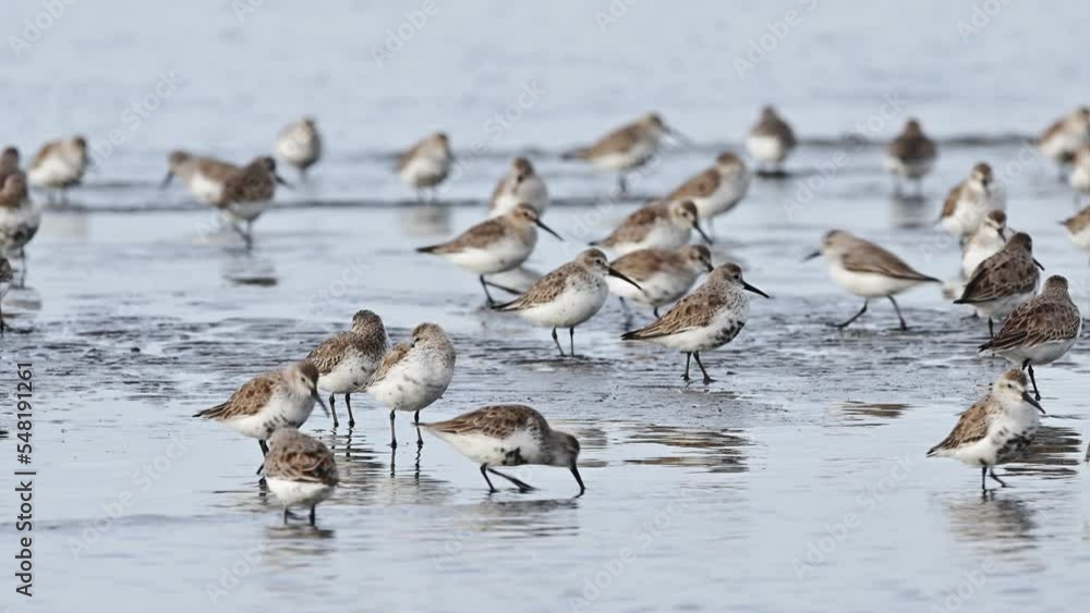 ハマシギの群れ (鳴き声あり)