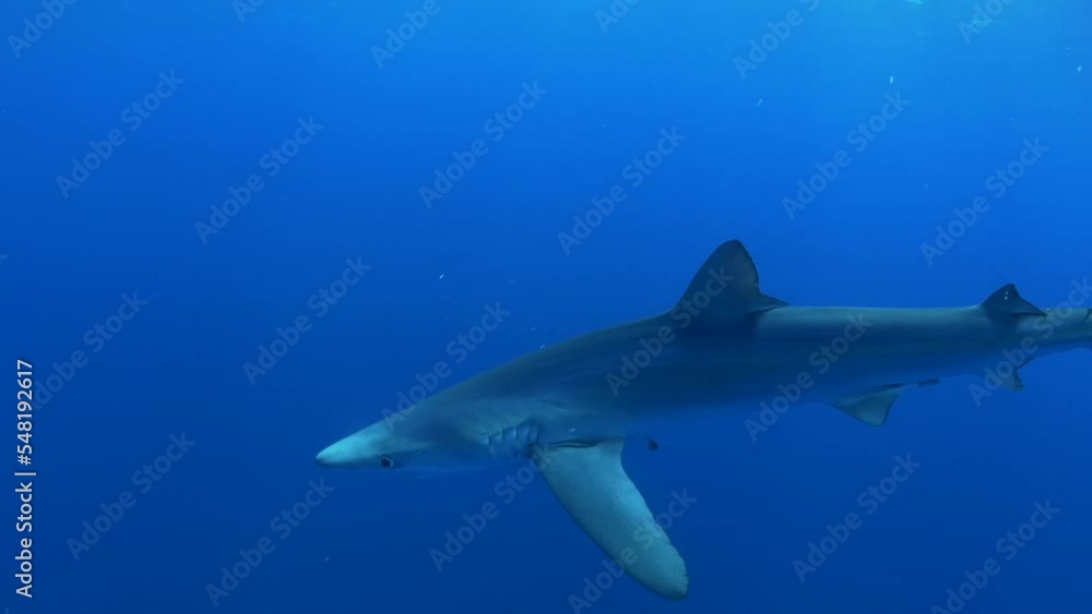 Requin bleu Requin bleu