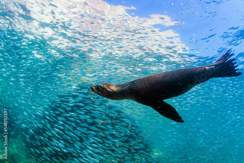 Lobo marino en el banco de peces