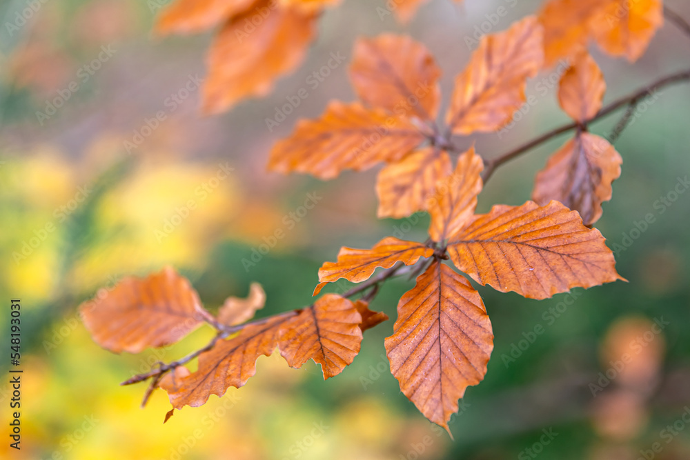 Yellow autumn leaves on a tree in the forest, macro shot. Yellow autumn leaves on a tree in the forest, macro shot.