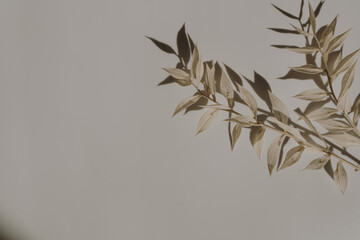 Elegant aesthetic dried grass stems with sunlight shadows on tan white background with copy space. Boho stylish still life flower composition