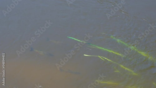 Squalius cephalus feeding at the water surface. Group of European chub fish swimming in the river on a sunny day photo