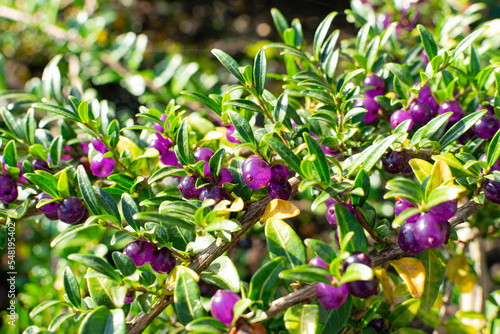 Evergreen Lonicera Pileata, Box Leaved Honeysuckle or Privet Honeysuckle Purple Berries