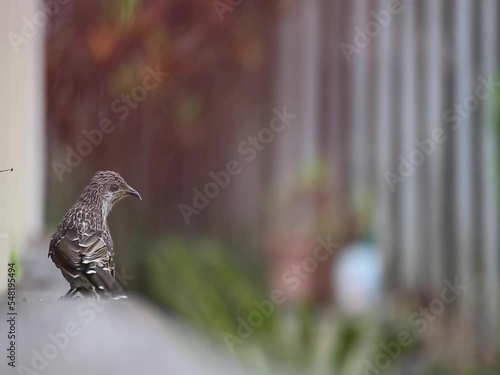 Little Wattlebird Anthochaera Chrysoptera Meliphagidae flying photo