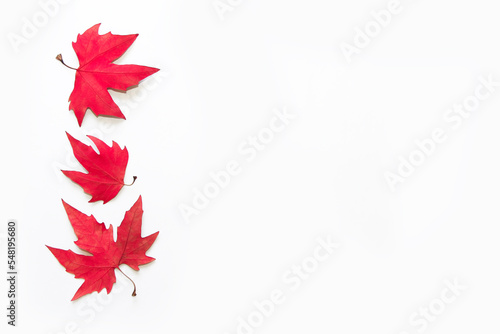 dry autumn red maple leaves on a white background