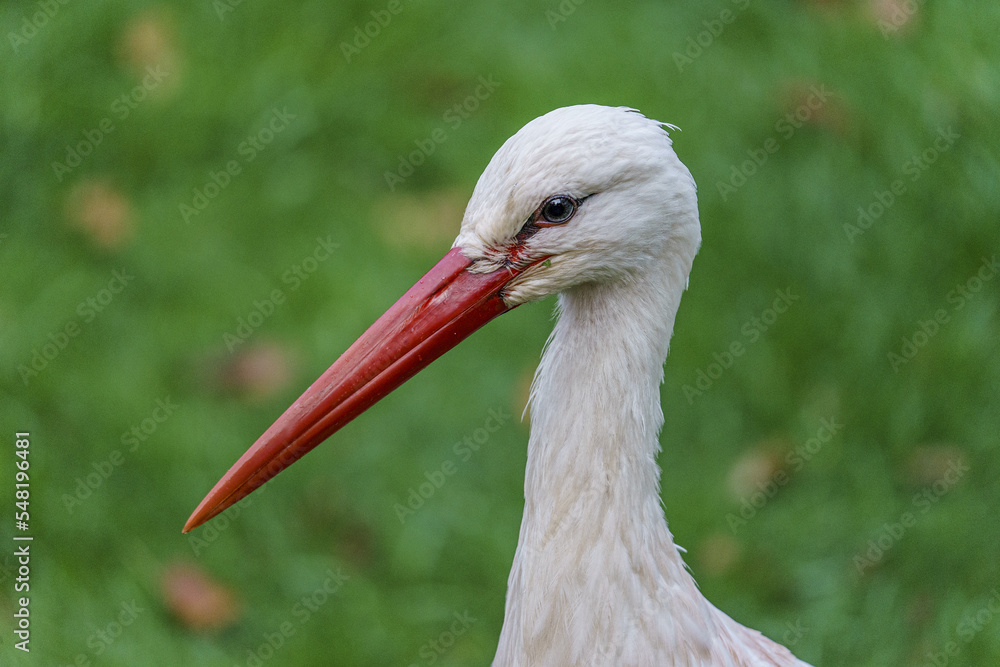 Fototapeta premium white stork