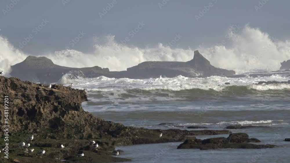 Seagulls on rocks and big waves of the ocean Seagulls on rocks and big waves of the ocean