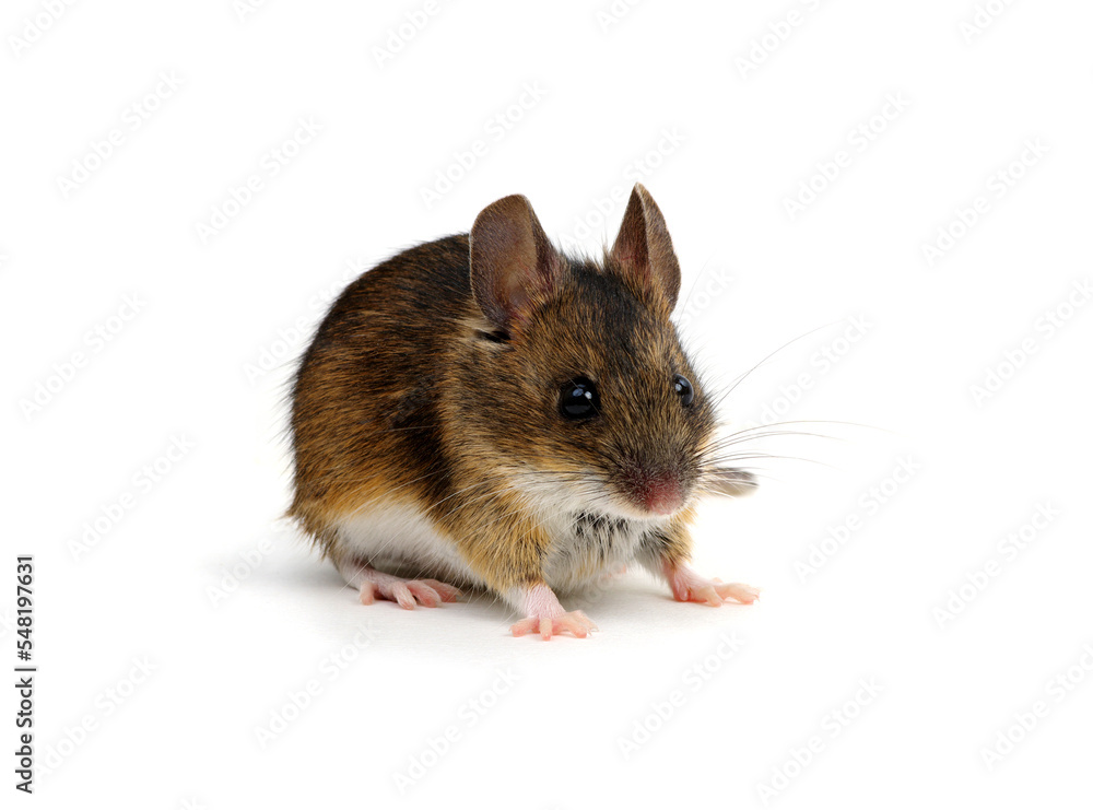 Mouse isolated on white background.