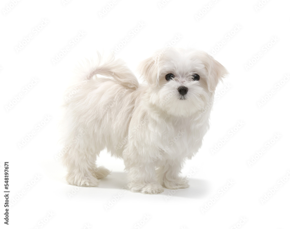 Puppy Maltese lapdog isolated on white background. Puppy Maltese lapdog isolated on white background.