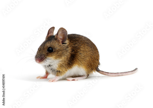 Wood mouse isolated on white © Alekss
