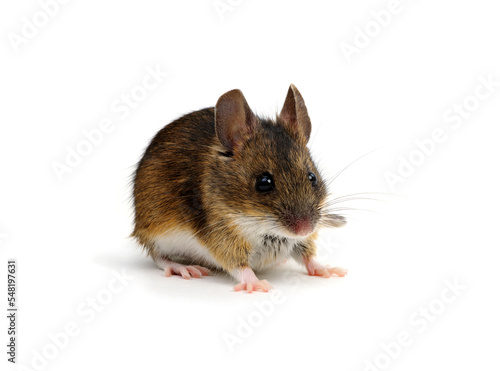 Mouse isolated on white background.