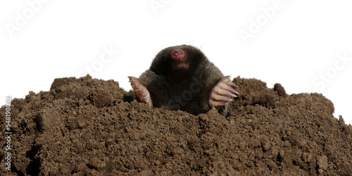 Mole with claws and paws