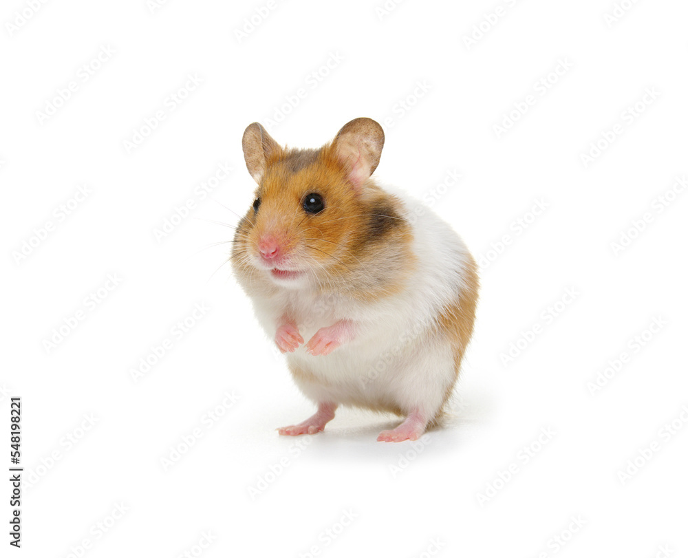 Syrian Hamster isolated on a white Syrian Hamster isolated on a white