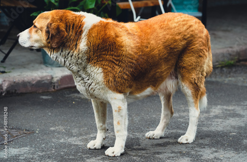street fluffy dog portrait 