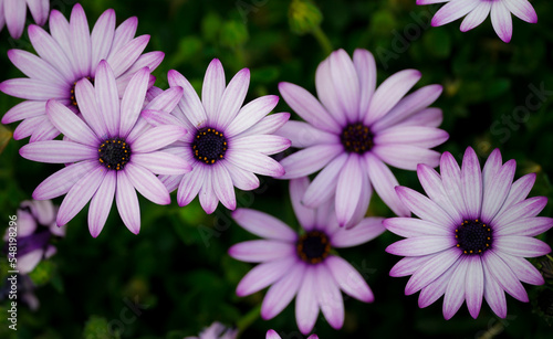 Purple flowers close up .. the beauty of flowers