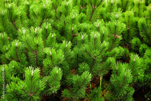 Green fir branches outdoors  closeup