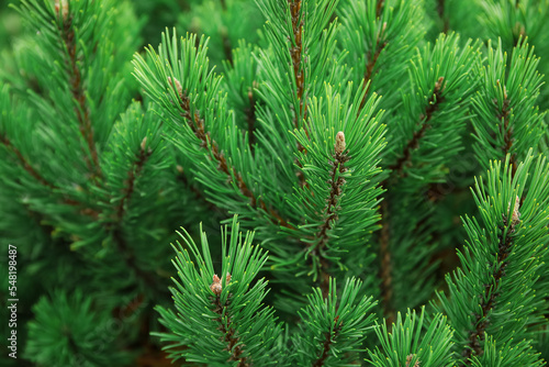 Green fir branches outdoors  closeup