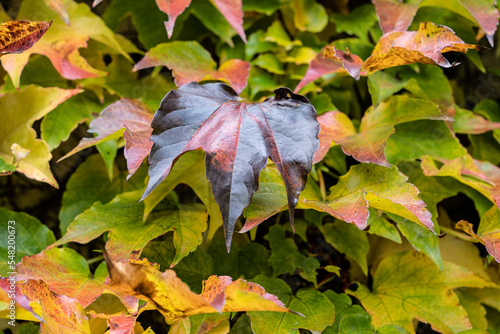 Fototapeta Naklejka Na Ścianę i Meble -  Złota Polska Jesień 2022