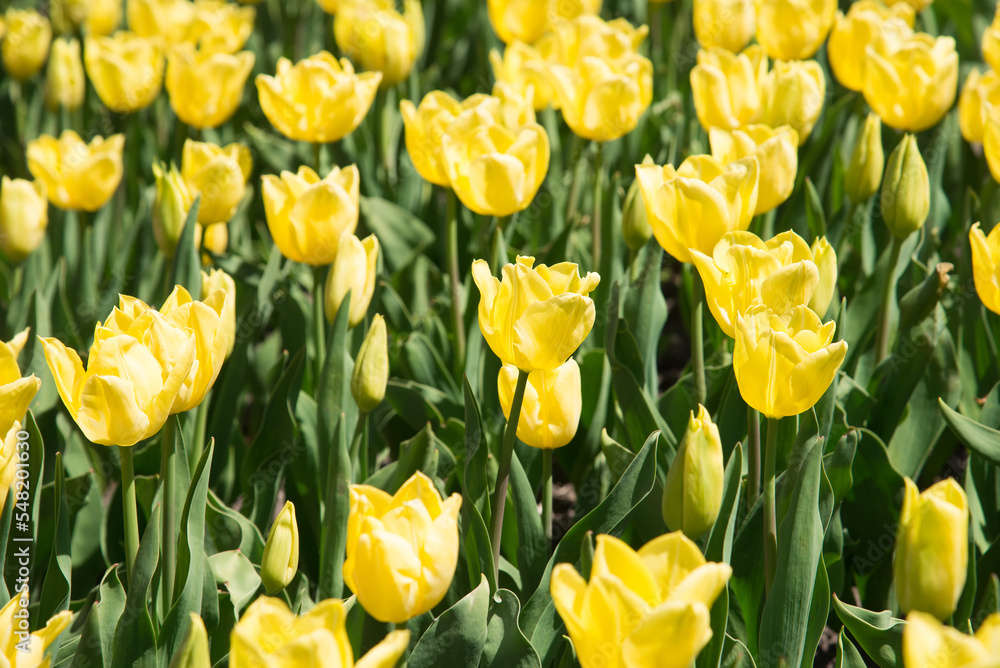 Yellow tulips bloom under sunshine in the garden. Yellow tulips bloom under sunshine in the garden.