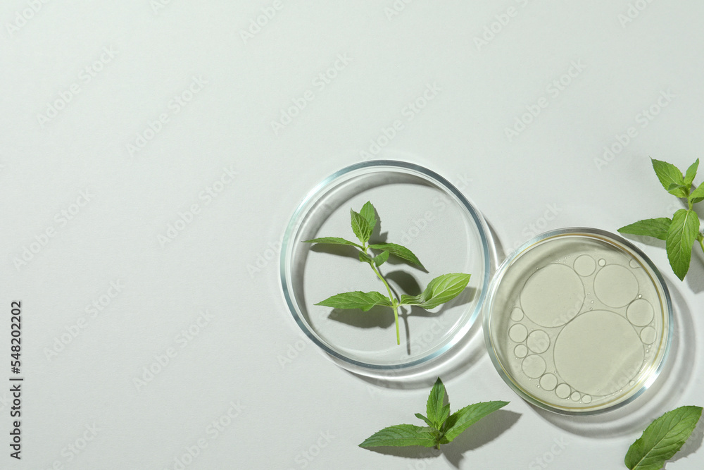 Flat lay composition with Petri dishes and plants on light grey background. Space for text Flat lay composition with Petri dishes and plants on light grey background. Space for text