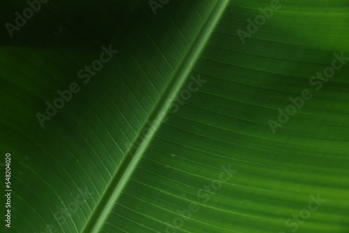 Closeup view of fresh green banana leaf as background