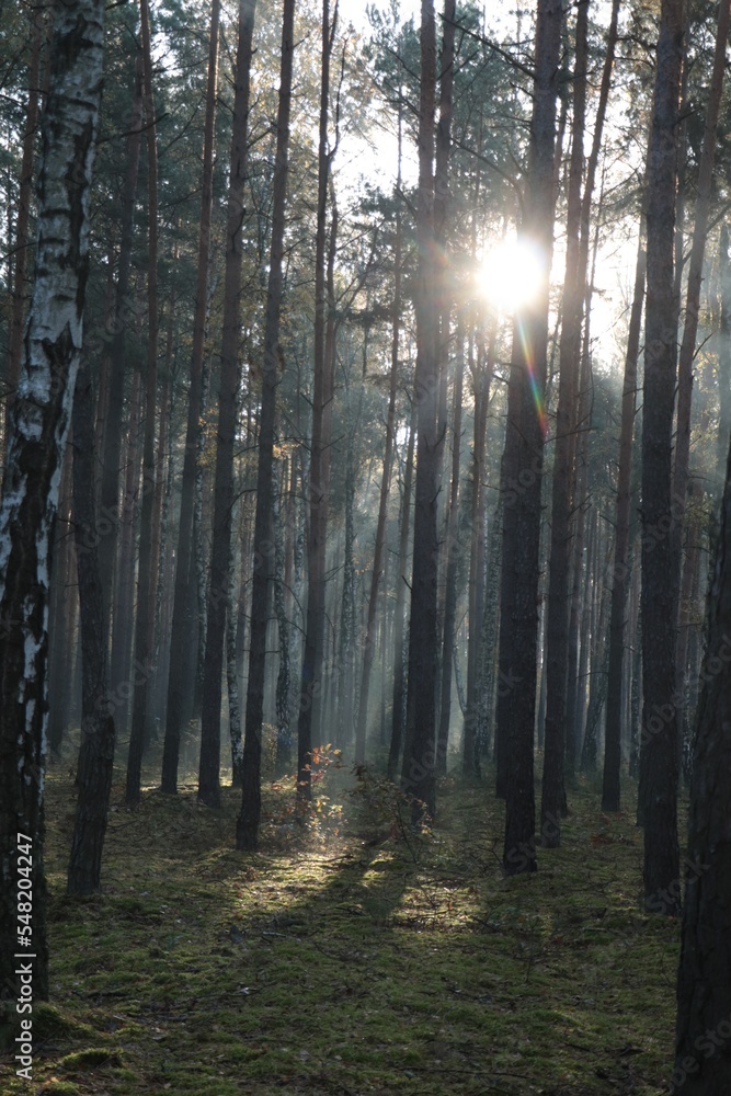 Obraz premium Majestic view of forest with sunbeams shining through trees in morning