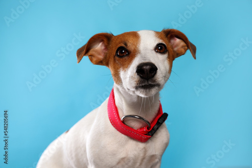 Adorable Jack Russell terrier with collar on light blue background © New Africa