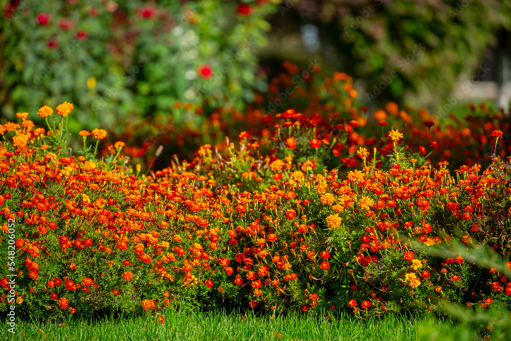 Red and orange flowers close up. Bouquet of yellow flowers. City flower beds, a beautiful and well-groomed garden with flowering bushes.