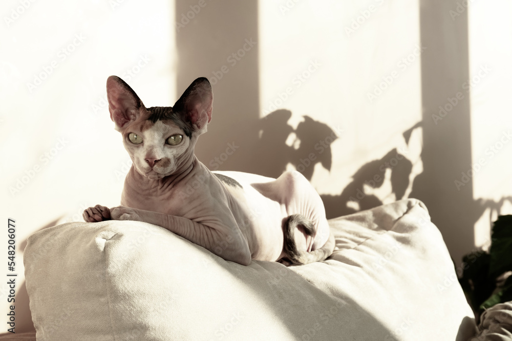 Adorable Sphynx cat on pillow at home. Lovely pet Adorable Sphynx cat on pillow at home. Lovely pet