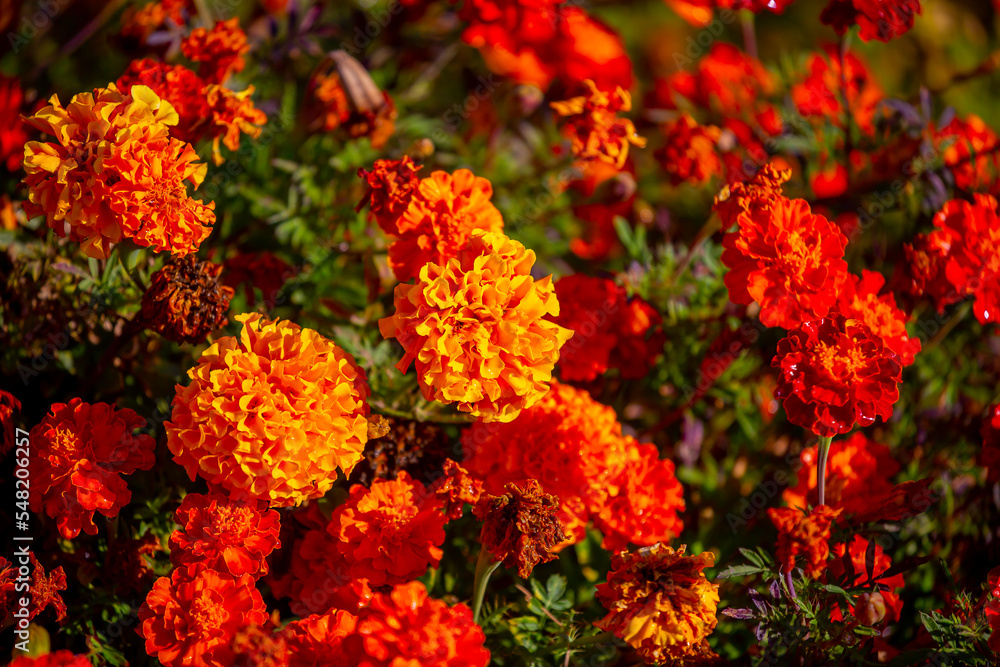 Fototapeta premium Red and orange flowers close up. Bouquet of yellow flowers. City flower beds, a beautiful and well-groomed garden with flowering bushes.